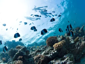 sewa mobil mudah bali wisata bawah air
